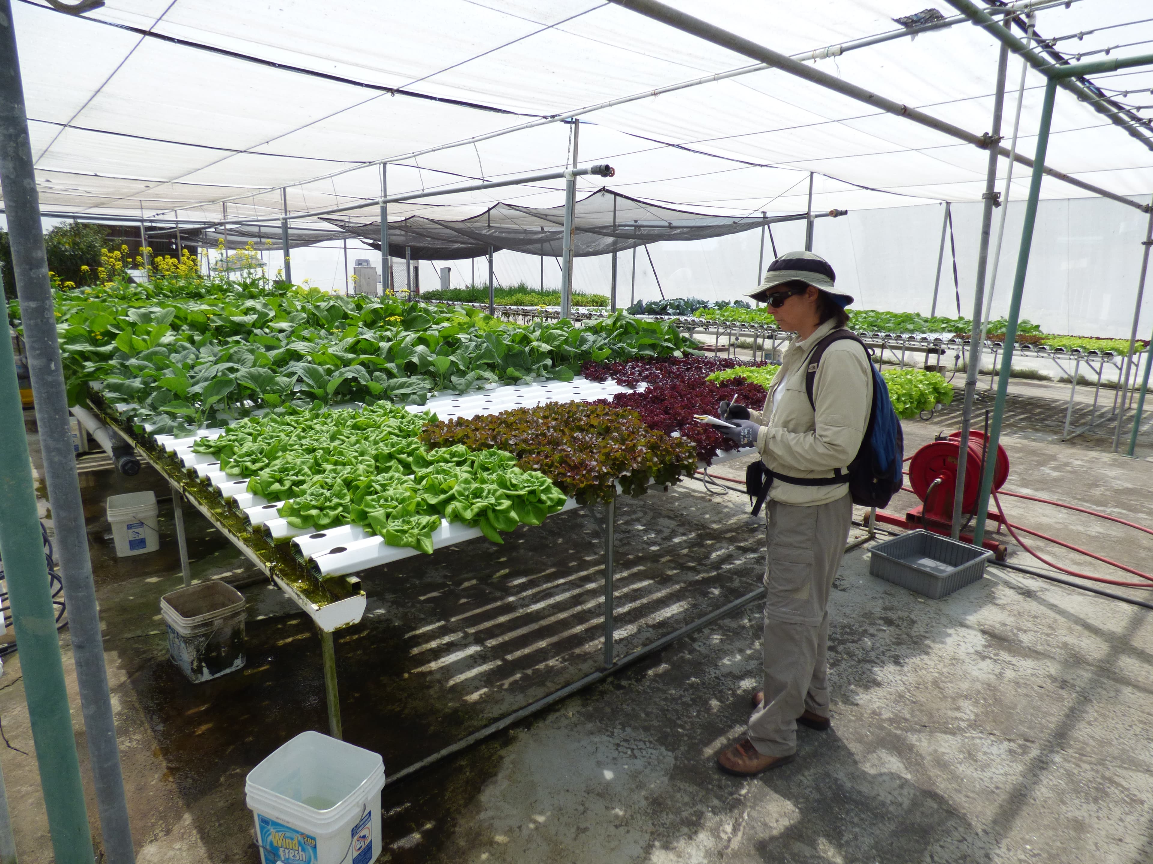 انڈور اور ورٹیکل فارمنگ