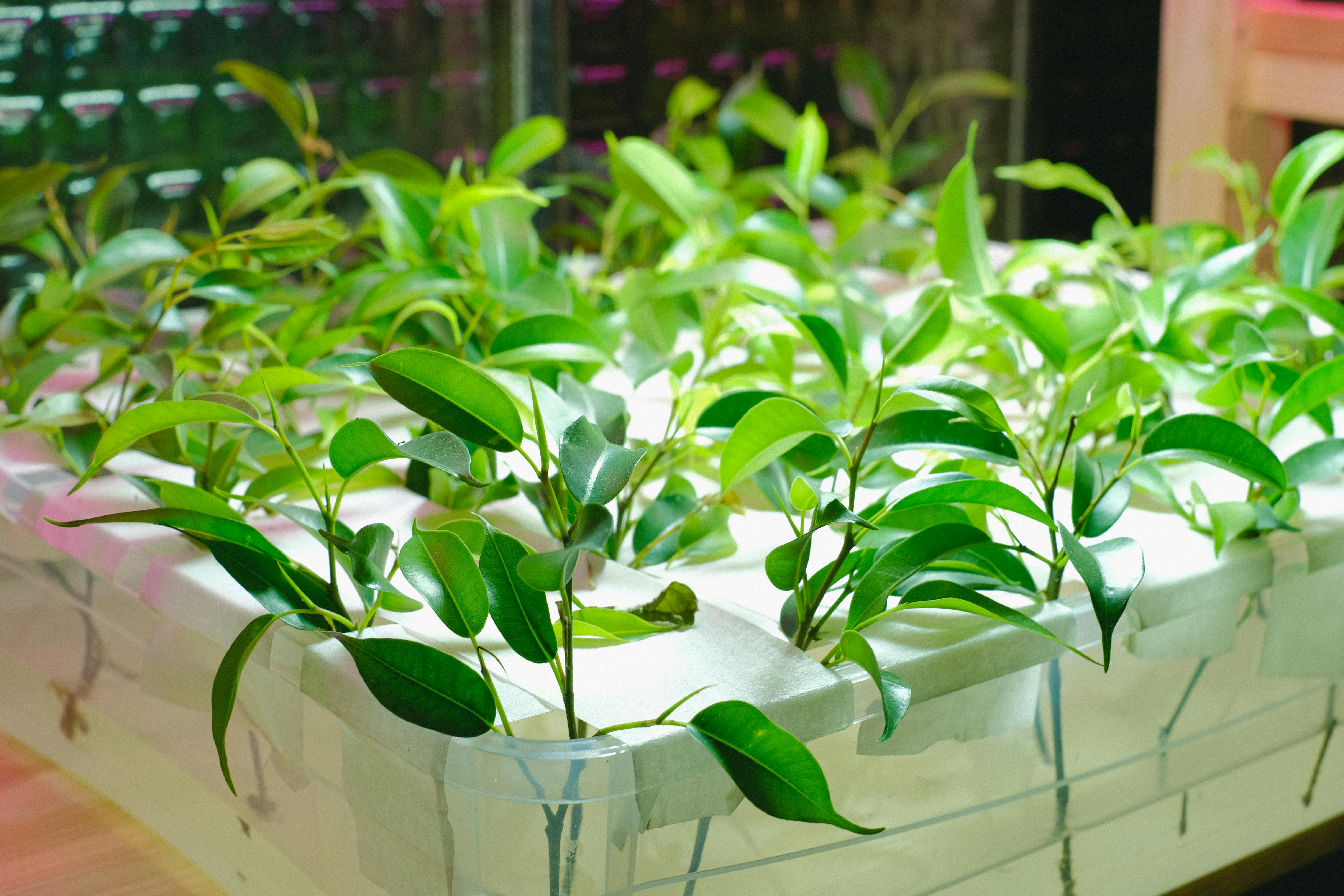 Aeroponics