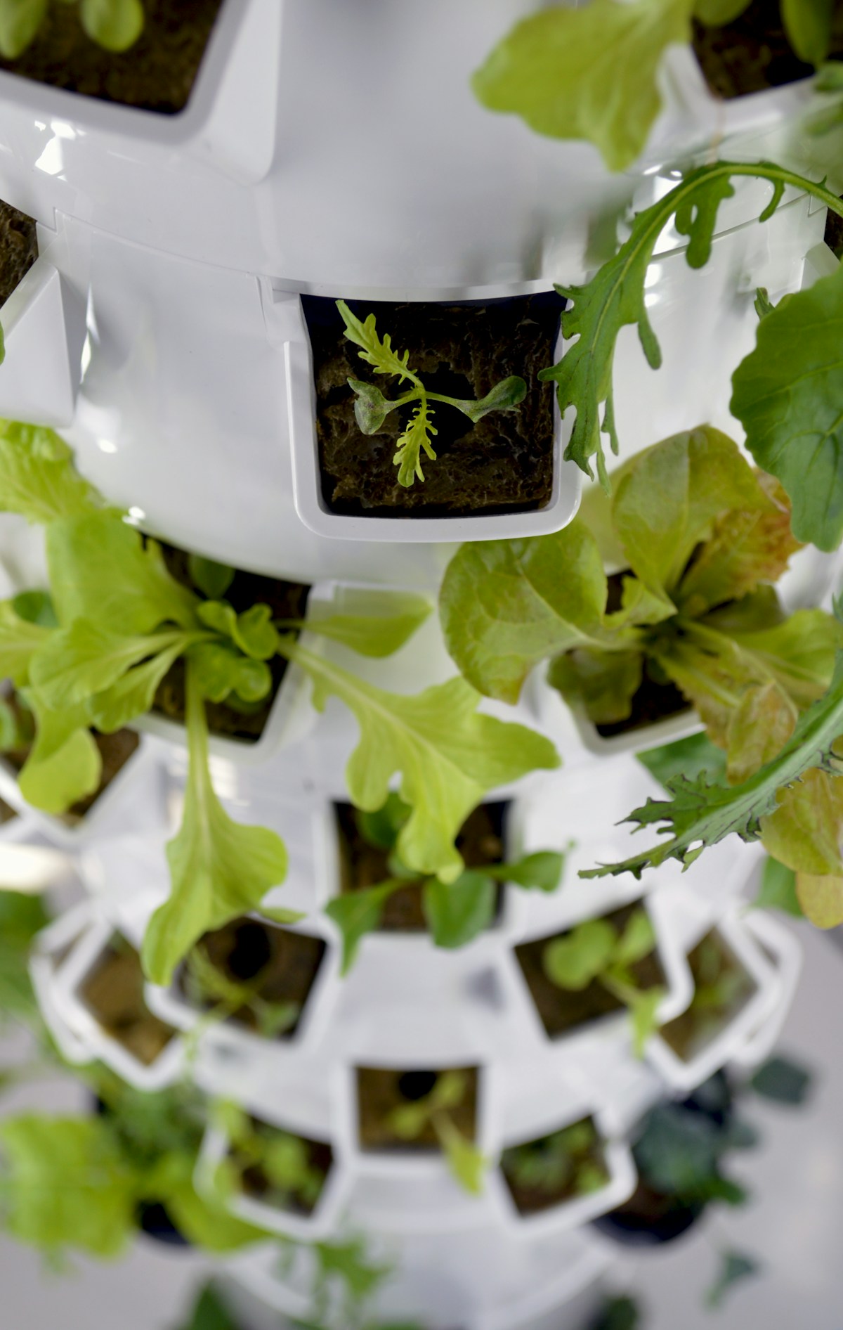 DIY Aeroponic Tower: Build One for Under $100