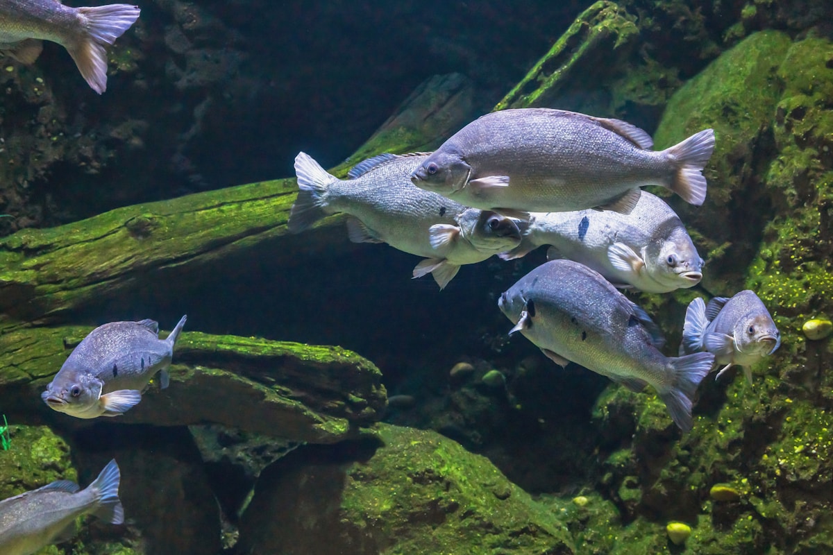 Fish Health in Aquaponics: Common Diseases & Prevention