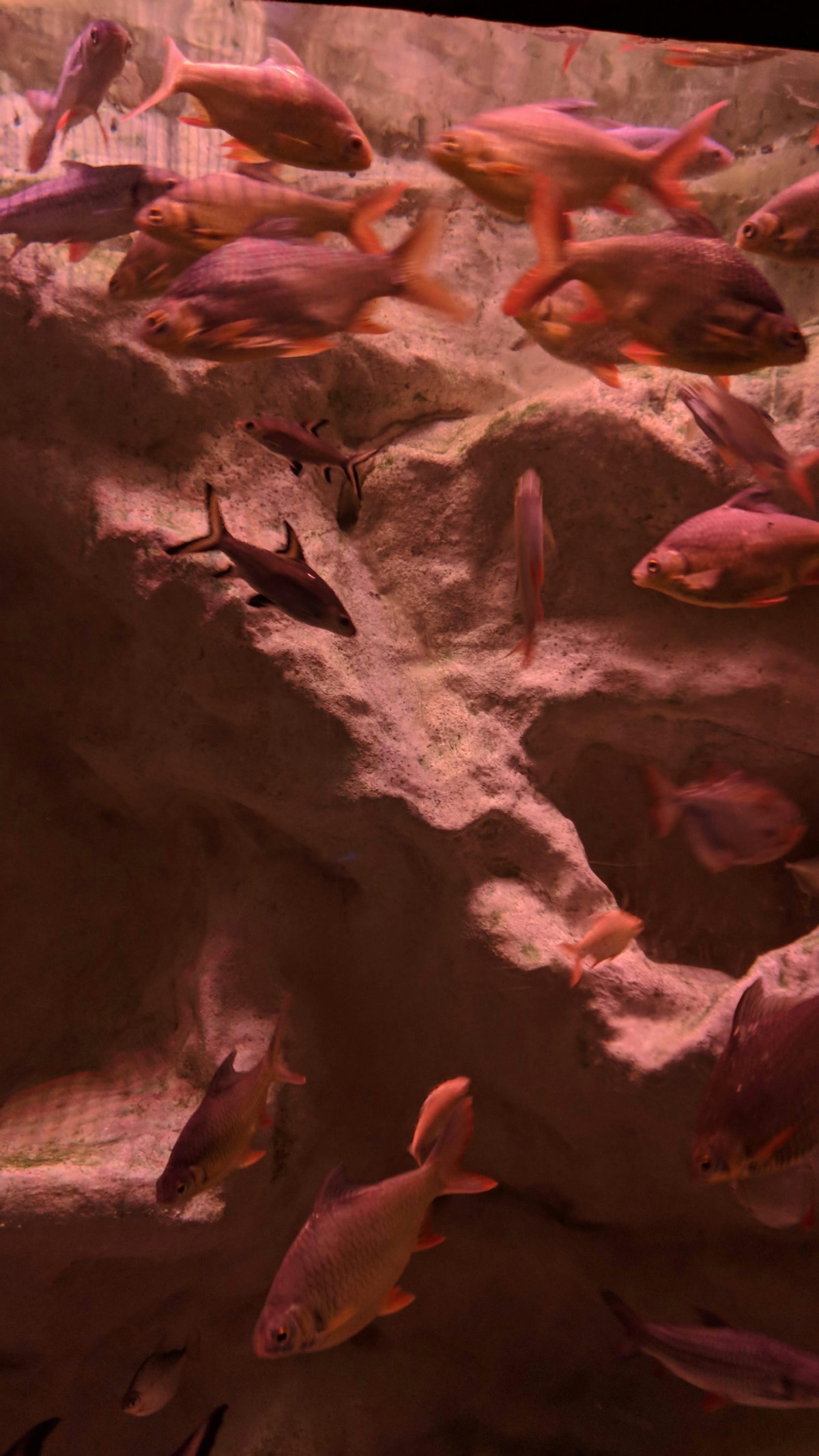 How Aquaponics Works: The Nitrogen Cycle Explained