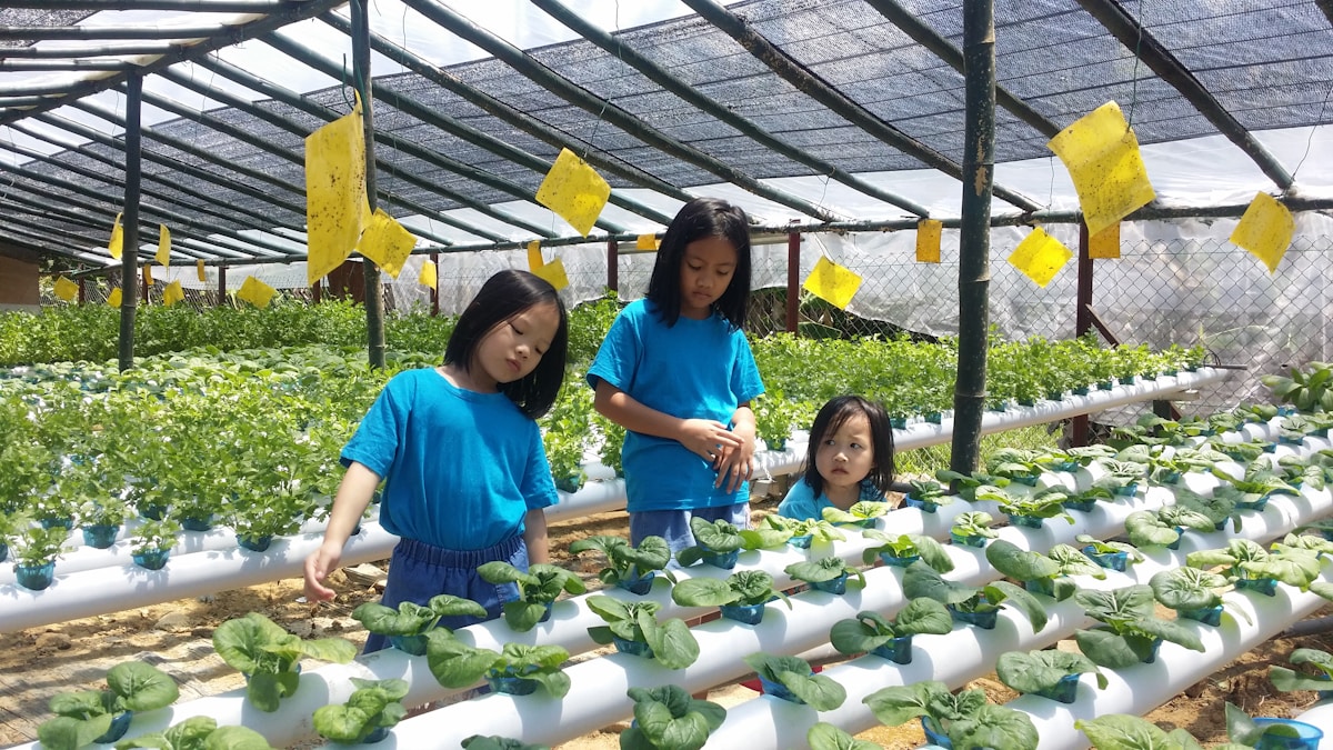 Best Hydroponic Starter Kits for Beginners (2025)