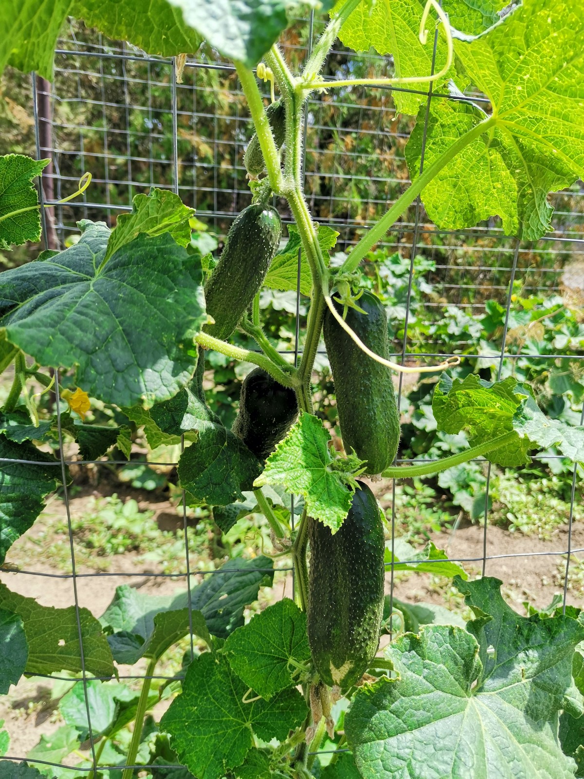 Hydroponic Cucumbers: Trellising, Pollination, and Harvest