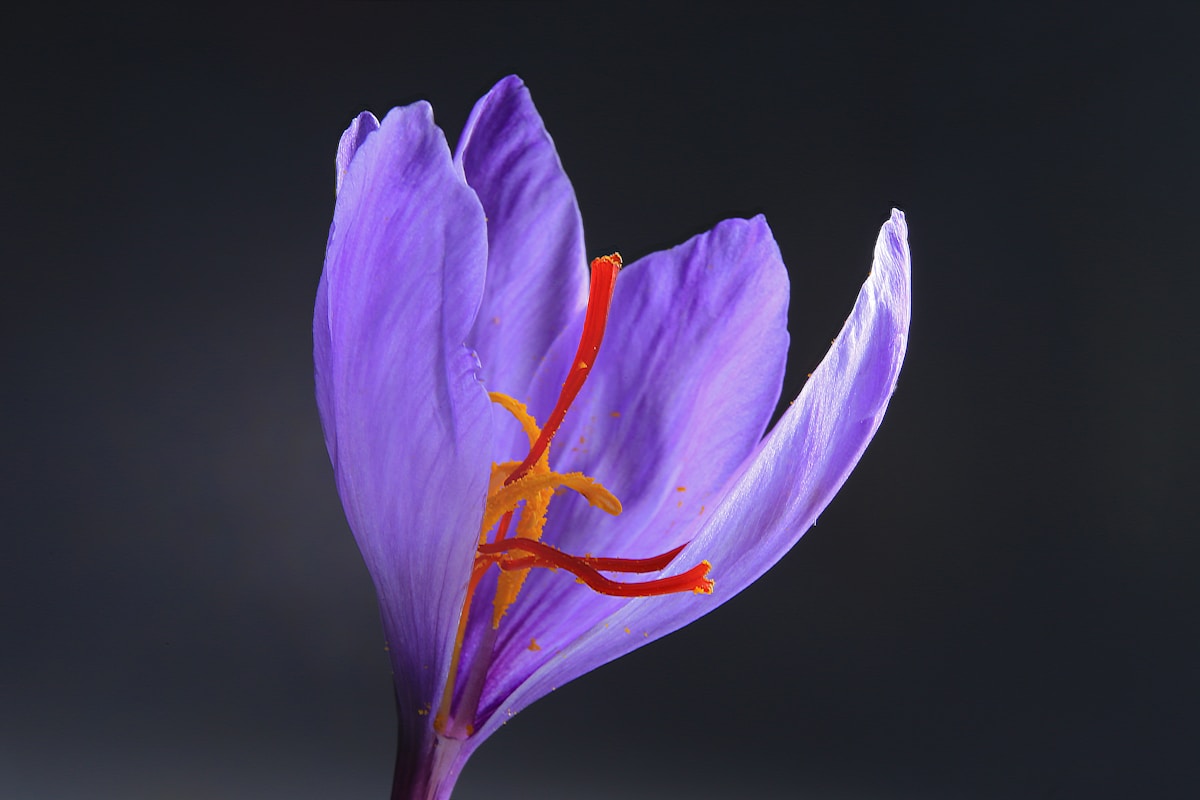 Edible Flowers Hydroponically: Nasturtiums, Violas, and More