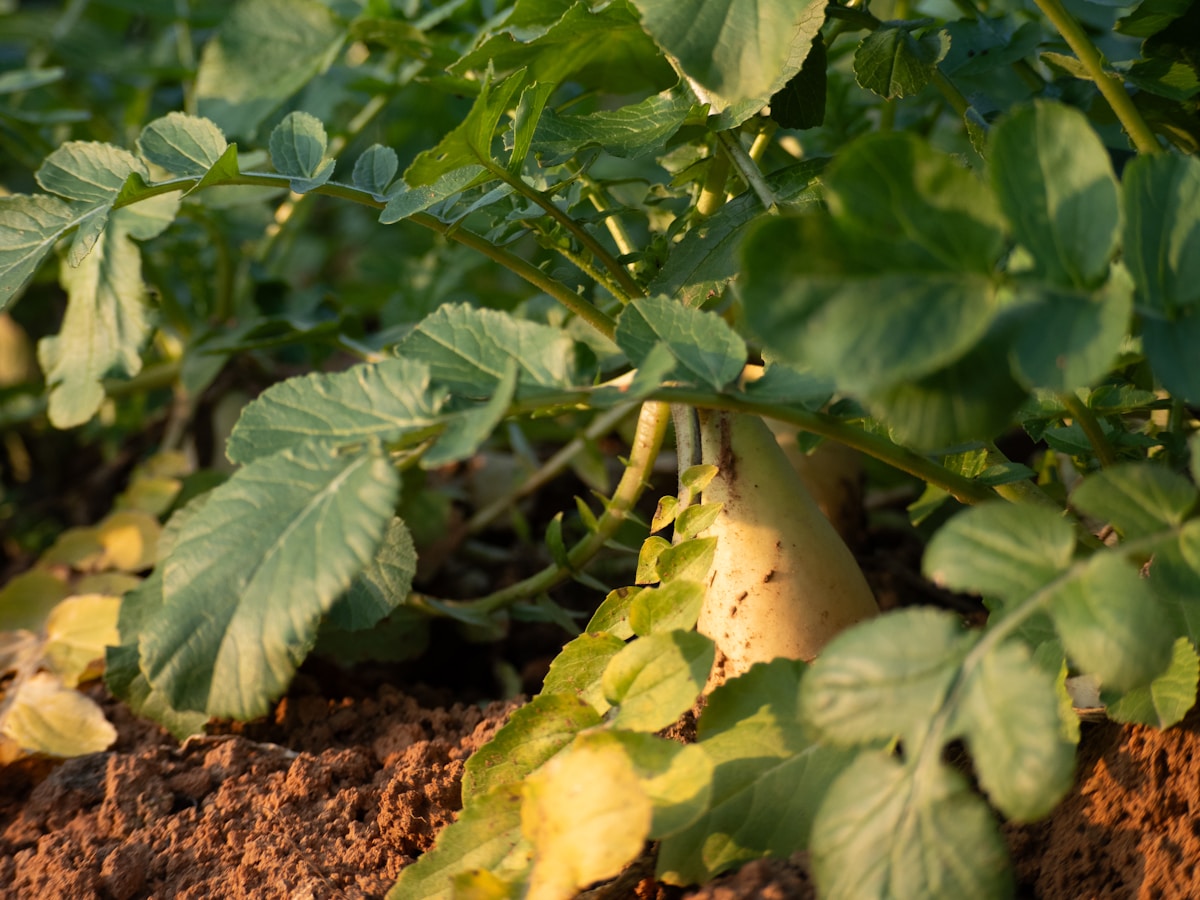 Hydroponic Radishes: Fast Root Crops in Dutch Buckets and DWC