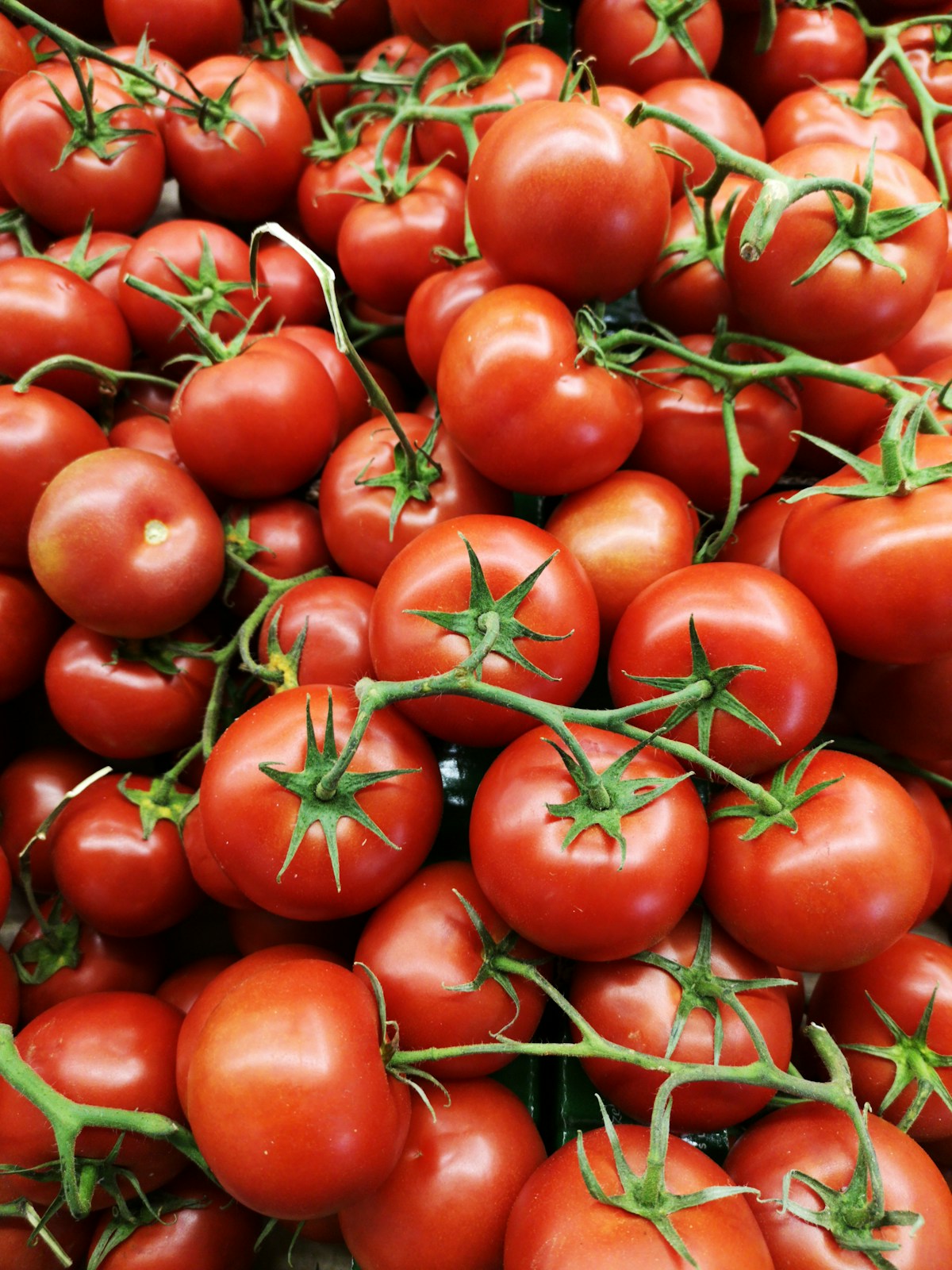 Soilless Tomatoes: Full Lifecycle from Seed to Harvest