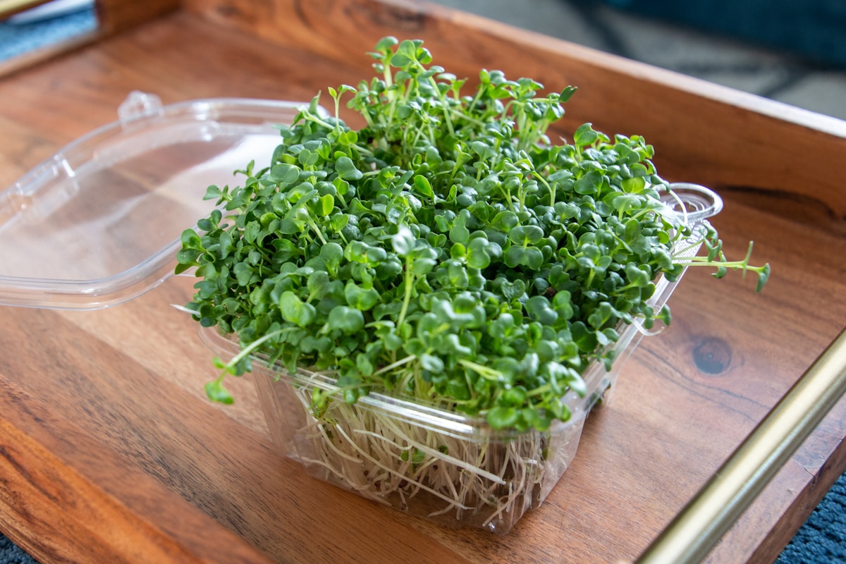 Wheatgrass: 7-Day Growing Cycle, Nutrition, and Juicing
