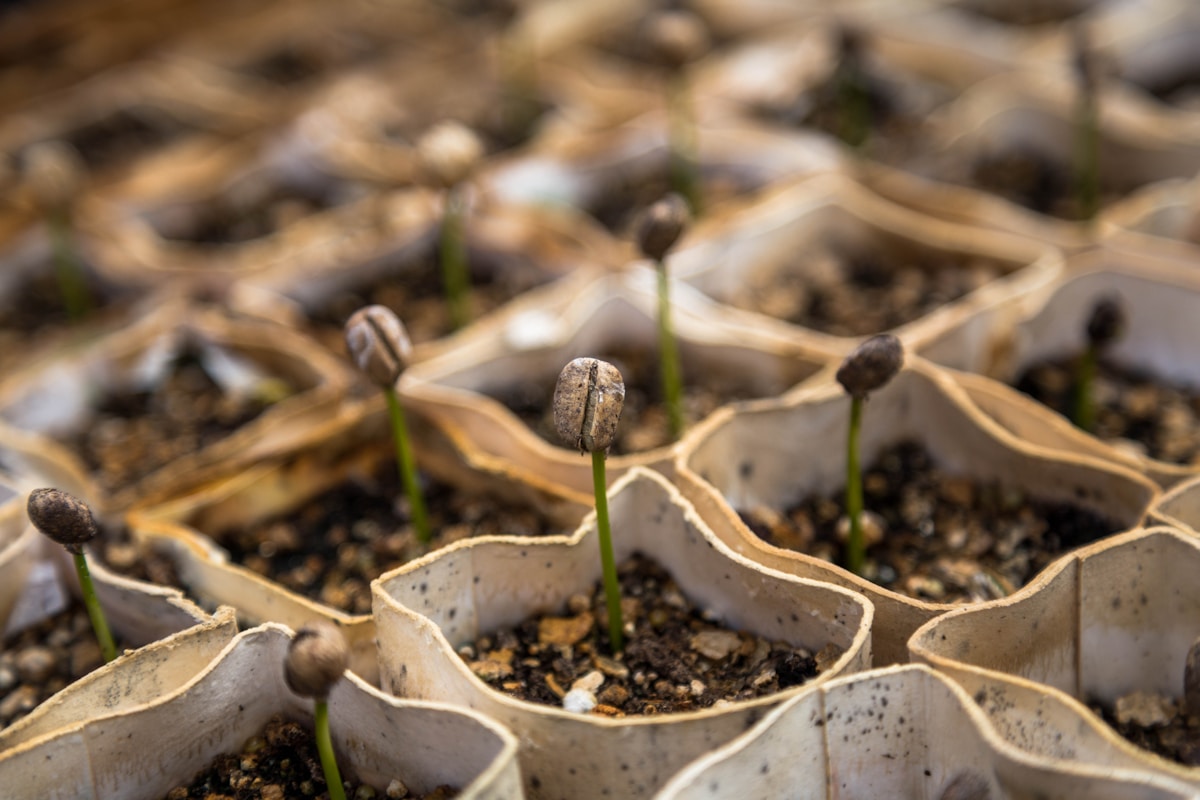 Year-Round Indoor Growing Calendar