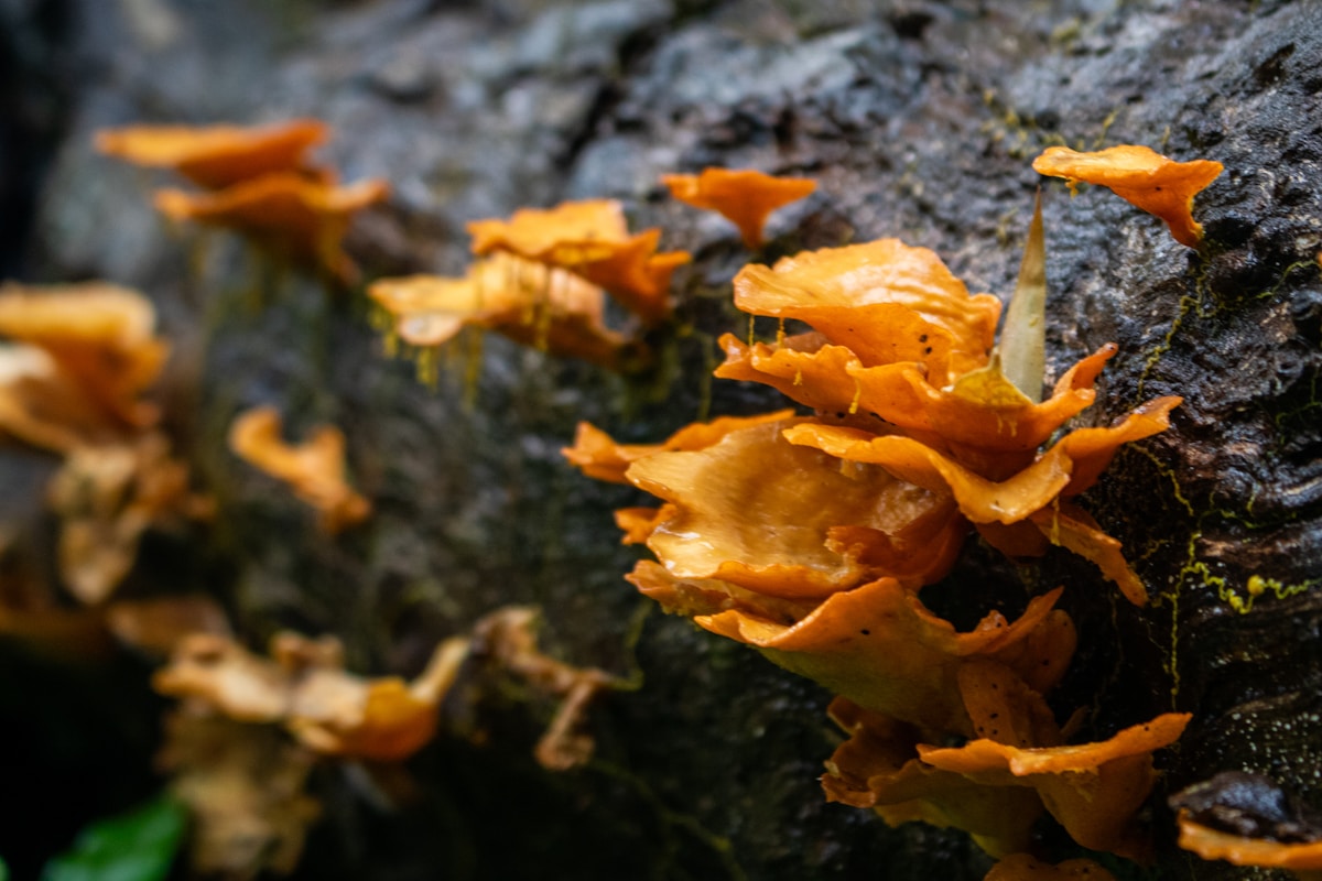 Indoor Mushroom Growing: A Complete Guide