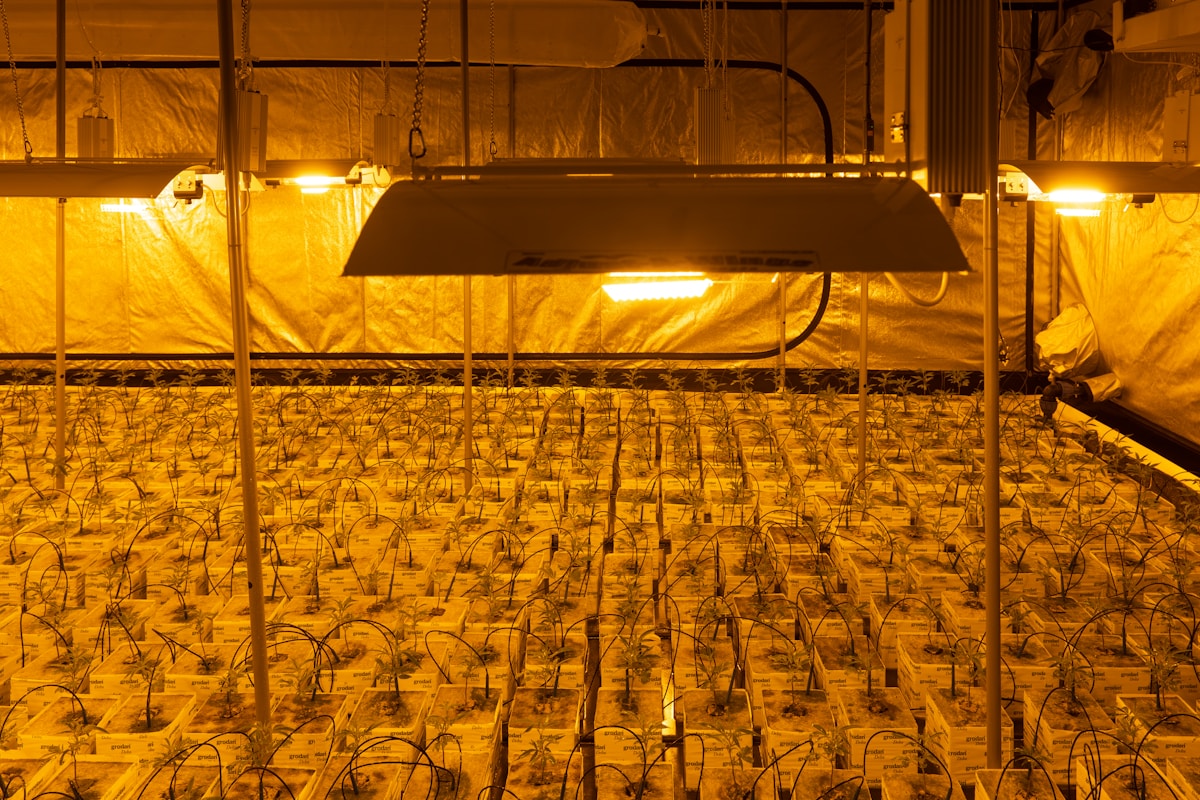 Ventilation & CO2 for Indoor Grow Rooms
