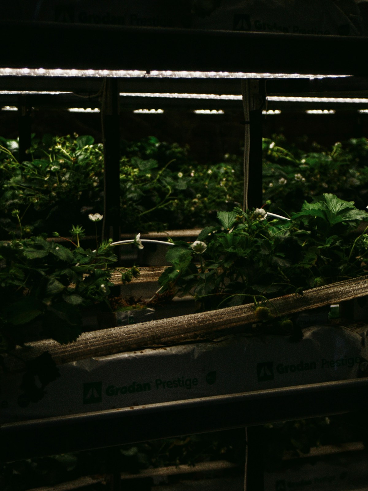 垂直种植系统:对比指南